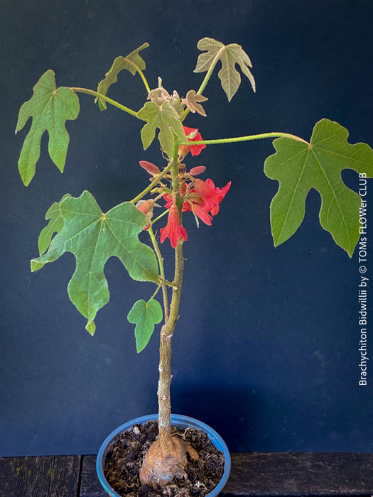 Brachychiton Bidwillii, bottle tree, flame tree, Little Kurrajong, Dwarf Kurrajong, organically grown Australian trees for sale at TOMs FLOWer CLUB.