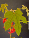 Brachychiton Bidwillii, bottle tree, flame tree, Little Kurrajong, Dwarf Kurrajong, organically grown Australian trees for sale at TOMs FLOWer CLUB.