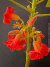 Brachychiton Bidwillii, bottle tree, flame tree, Little Kurrajong, Dwarf Kurrajong, organically grown Australian trees for sale at TOMs FLOWer CLUB.