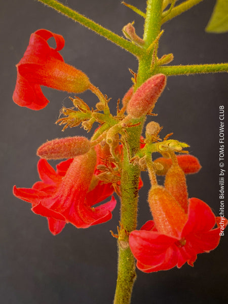 Brachychiton Bidwillii, bottle tree, flame tree, Little Kurrajong, Dwarf Kurrajong, organically grown Australian trees for sale at TOMs FLOWer CLUB.