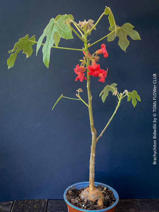 Brachychiton Bidwillii, bottle tree, flame tree, Little Kurrajong, Dwarf Kurrajong, organically grown Australian trees for sale at TOMs FLOWer CLUB.