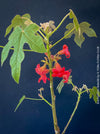 Brachychiton Bidwillii, bottle tree, flame tree, Little Kurrajong, Dwarf Kurrajong, organically grown Australian trees for sale at TOMs FLOWer CLUB.