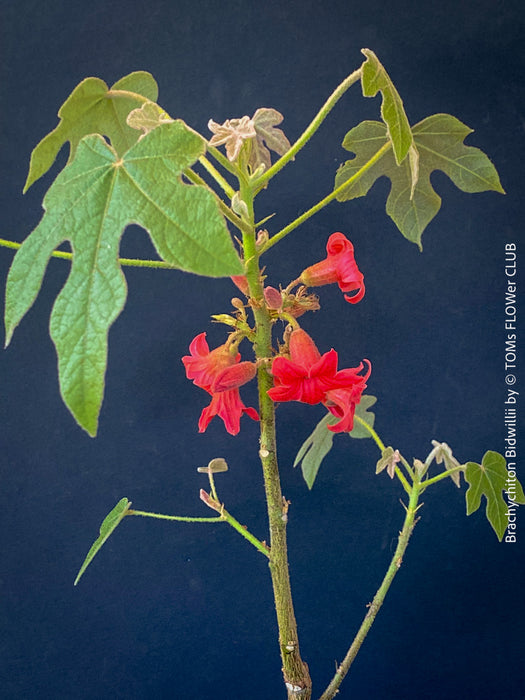 Brachychiton Bidwillii, bottle tree, flame tree, Little Kurrajong, Dwarf Kurrajong, organically grown Australian trees for sale at TOMs FLOWer CLUB.