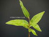 Brachychiton Populneus / bottle tree or Queensland bottle tree, organically grown tropical plants for sale at TOMs FLOWer CLUB.