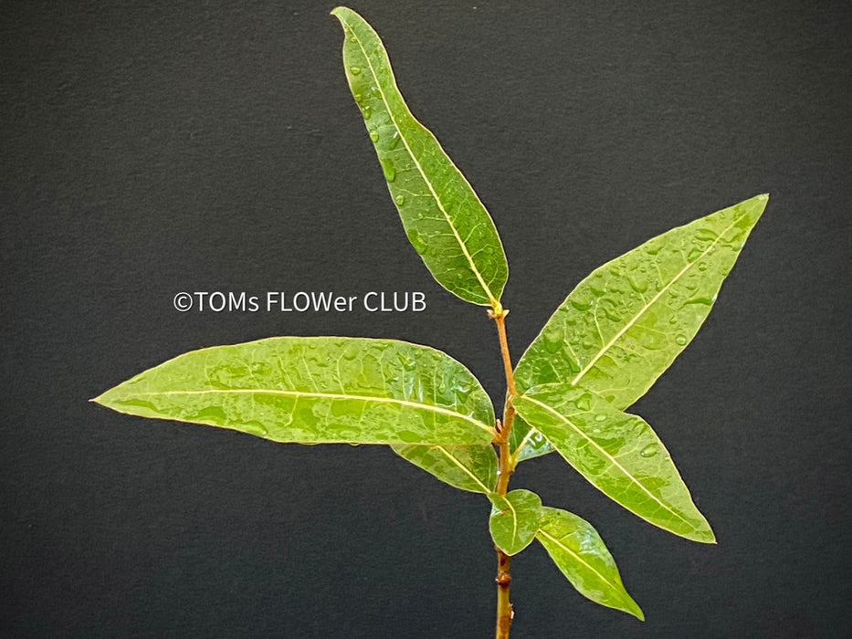 Brachychiton Populneus / bottle tree or Queensland bottle tree, organically grown tropical plants for sale at TOMs FLOWer CLUB.