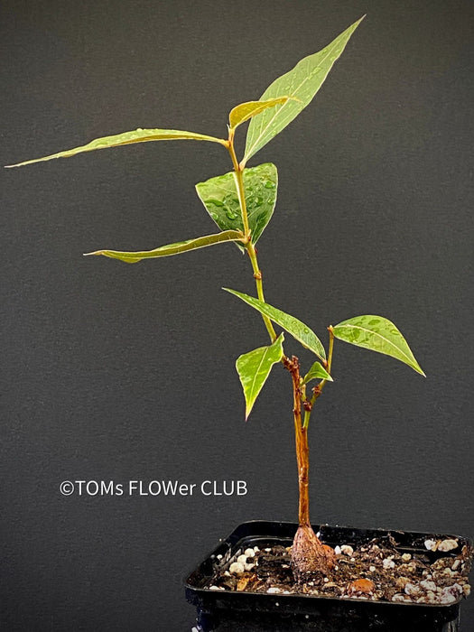 Brachychiton Populneus / bottle tree or Queensland bottle tree, organically grown tropical plants for sale at TOMs FLOWer CLUB.