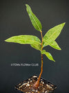 Brachychiton Populneus / bottle tree or Queensland bottle tree, organically grown tropical plants for sale at TOMs FLOWer CLUB.