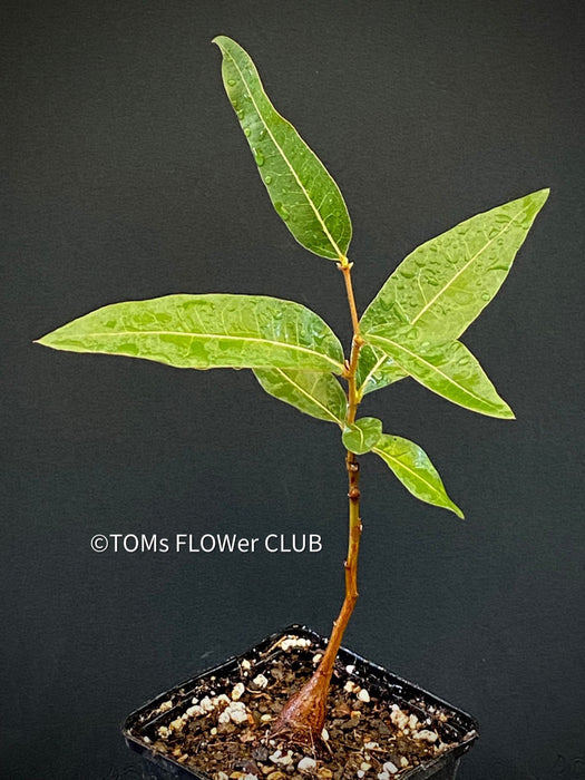 Brachychiton Populneus / bottle tree or Queensland bottle tree, organically grown tropical plants for sale at TOMs FLOWer CLUB.