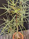 Healthy Queensland Bottle Tree (Brachychiton rupestris) growing in a permeable organic substrate.
