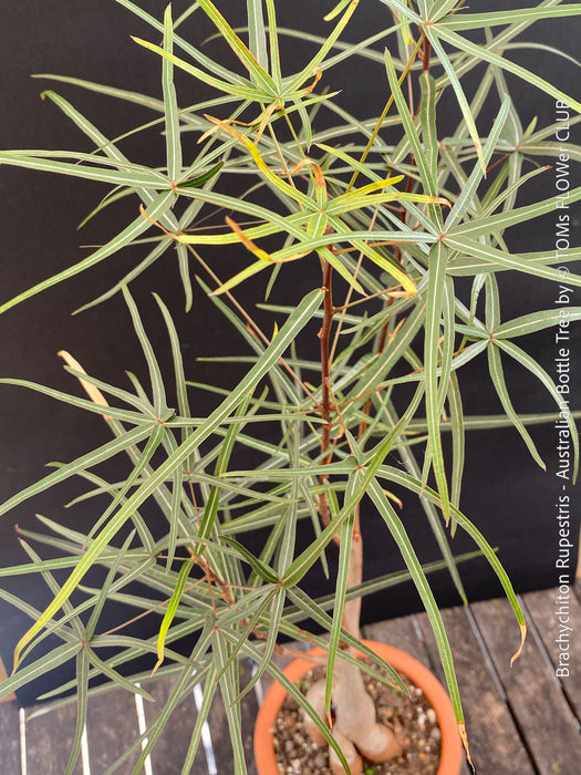 Healthy Queensland Bottle Tree (Brachychiton rupestris) growing in a permeable organic substrate.