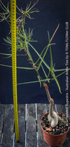 Brachychiton rupestris bottle tree bonsai with developing caudex trunk TOMs FLOWer CLUB