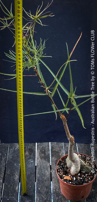 Brachychiton rupestris bottle tree bonsai with developing caudex trunk TOMs FLOWer CLUB