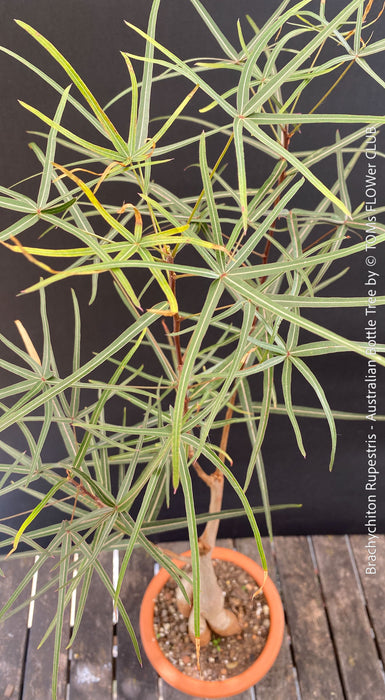 Leaf detail of Brachychiton rupestris illustrating its natural water-storage adaptation.