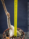 Rare Australian caudex tree plant with strong sun-loving growth habit