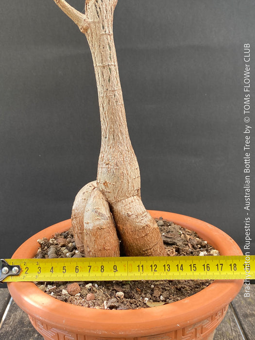 Bottle-shaped trunk of Brachychiton rupestris illustrating its natural water-storage adaptation.
