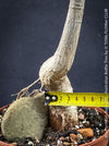 Rare Australian caudex tree plant with strong sun-loving growth habit