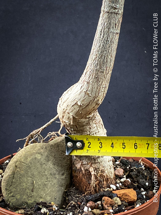 Rare Australian caudex tree plant with strong sun-loving growth habit