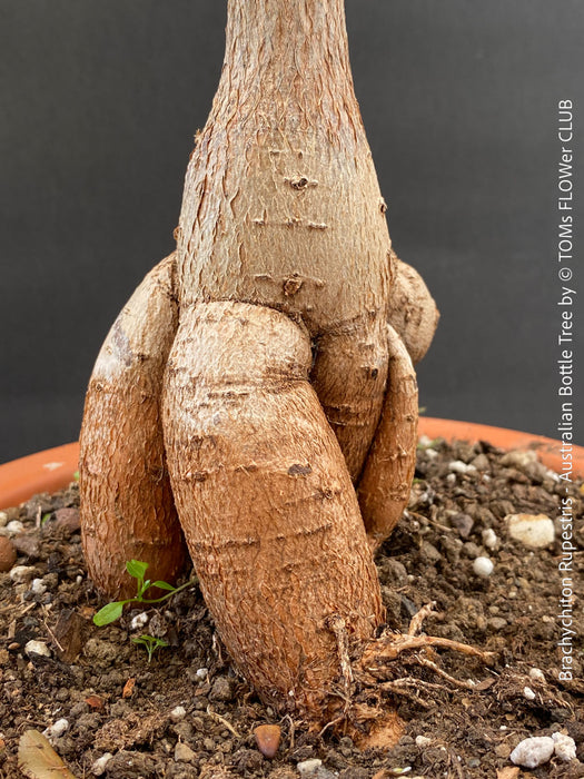 Healthy Queensland Bottle Tree (Brachychiton rupestris) growing in a permeable organic substrate in TOMs FLOWer CLUB.