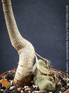 Organic cultivated Brachychiton rupestris indoor bonsai-style specimen