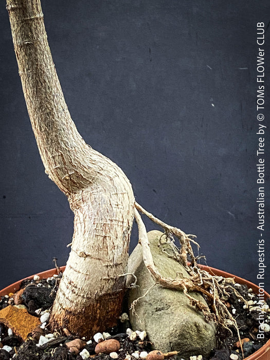 Organic cultivated Brachychiton rupestris indoor bonsai-style specimen