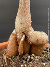 Bottle-shaped trunk of Brachychiton rupestris illustrating its natural water-storage adaptation.