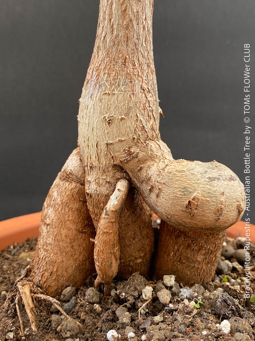 Bottle-shaped trunk of Brachychiton rupestris illustrating its natural water-storage adaptation.