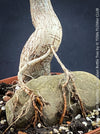 TOMs FLOWer CLUB Brachychiton rupestris grown for bonsai and caudex collection