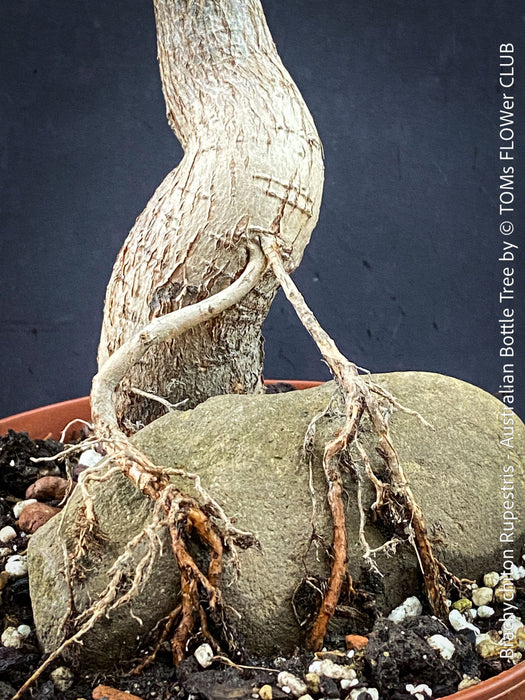 TOMs FLOWer CLUB Brachychiton rupestris grown for bonsai and caudex collection