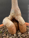 Bottle-shaped trunk of Brachychiton rupestris illustrating its natural water-storage adaptation.