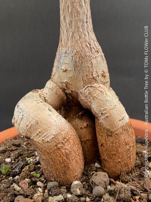 Bottle-shaped trunk of Brachychiton rupestris illustrating its natural water-storage adaptation.