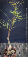 Drought-adapted bottle tree plant with sculptural trunk structure for sale at TOMs FLOWer CLUB