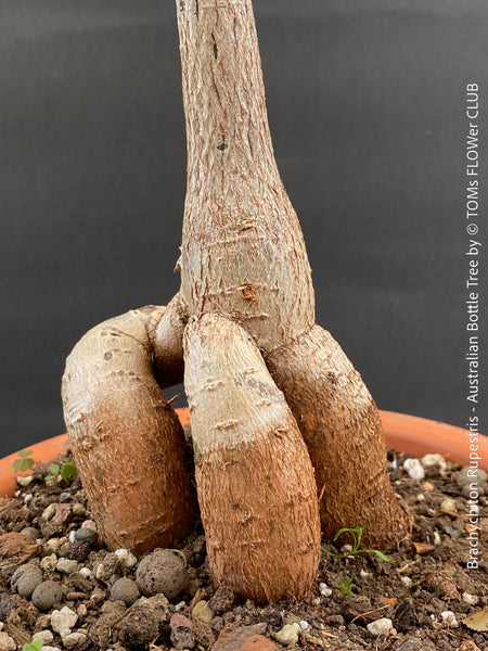 Bottle-shaped trunk of Brachychiton rupestris illustrating its natural water-storage adaptation. 