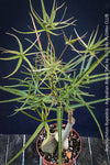 Seed-grown Brachychiton rupestris caudiciform plant in organic substrate