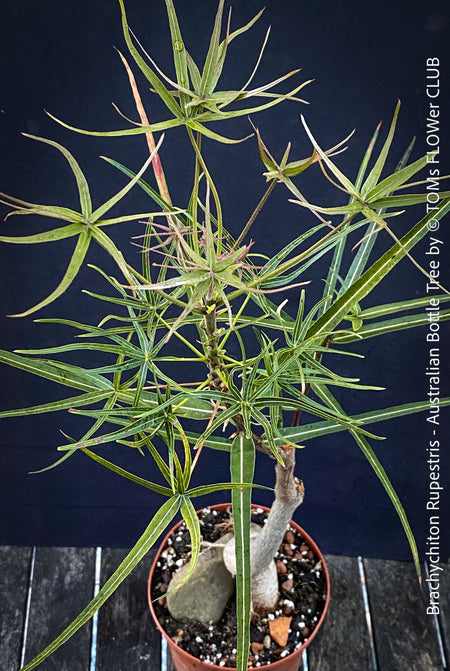 Seed-grown Brachychiton rupestris caudiciform plant in organic substrate