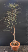 Brachychiton rupestris Queensland Bottle for sale, Tree with naturally developing bottle-shaped trunk in a clay pot.