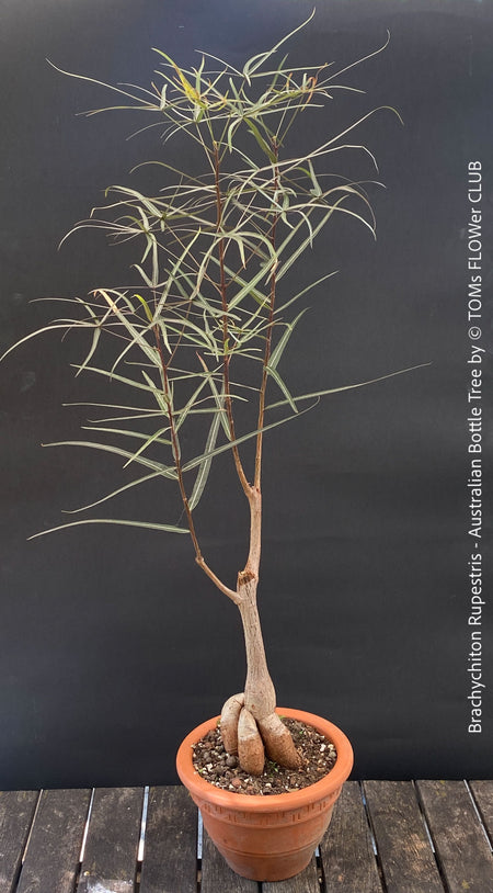 Brachychiton rupestris Queensland Bottle for sale, Tree with naturally developing bottle-shaped trunk in a clay pot.