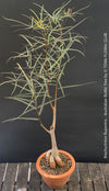 Unique Brachychiton rupestris illustrating its natural water-storage adaptation, for sale at TOMs FLOWer CLUB.
