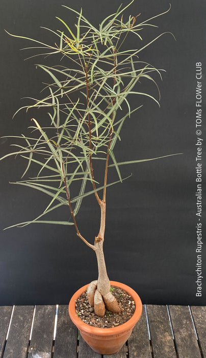 Unique Brachychiton rupestris illustrating its natural water-storage adaptation, for sale at TOMs FLOWer CLUB.