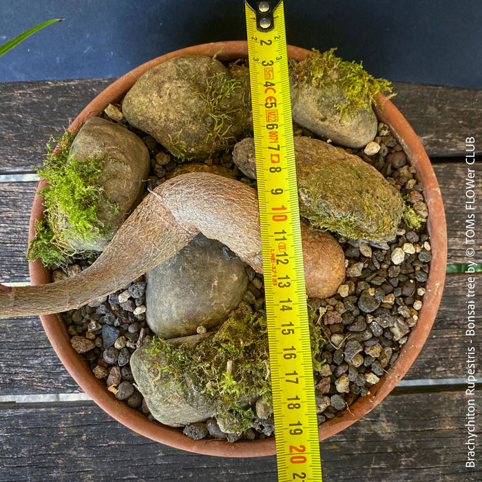 queensland bottle tree bonsai Brachychiton Rupestris | Queensland Bottle Tree | organic plants