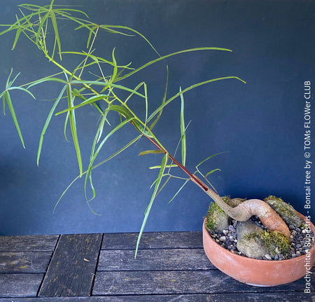 Brachychiton Rupestris, bonsai tree, narrow-leaved bottle tree or Queensland bottle tree, organically grown tropical plants for sale at TOMs FLOWer CLUB.