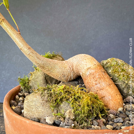 Brachychiton Rupestris, bonsai tree, narrow-leaved bottle tree or Queensland bottle tree, organically grown tropical plants for sale at TOMs FLOWer CLUB.