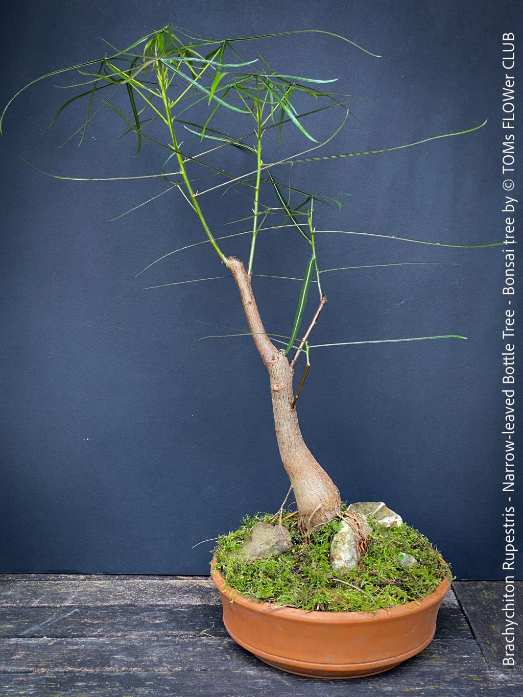 Brachychiton Rupestris - Narrow-leaved Bottle Tree