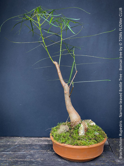 Brachychiton Rupestris, bonsai tree, narrow-leaved bottle tree or Queensland bottle tree, organically grown tropical plants for sale at TOMs FLOWer CLUB.