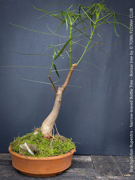 Brachychiton Rupestris, bonsai tree, narrow-leaved bottle tree or Queensland bottle tree, organically grown tropical plants for sale at TOMs FLOWer CLUB.