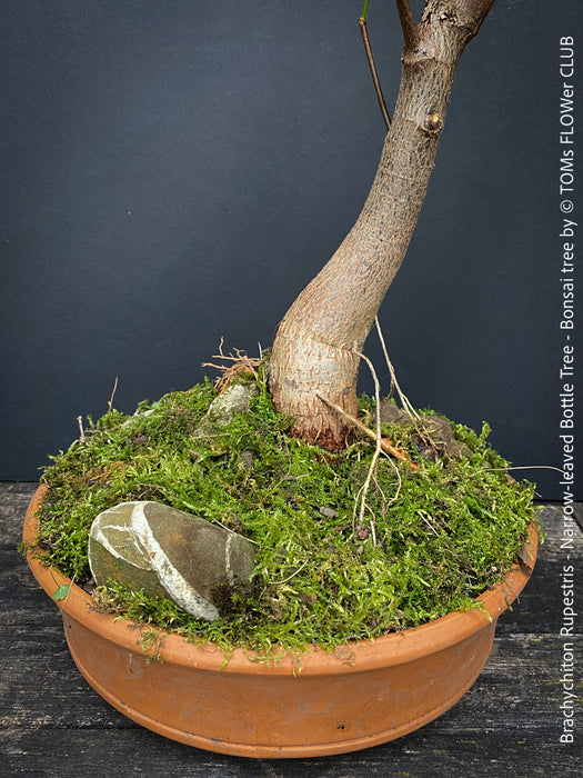 Brachychiton Rupestris, bonsai tree, narrow-leaved bottle tree or Queensland bottle tree, organically grown tropical plants for sale at TOMs FLOWer CLUB.