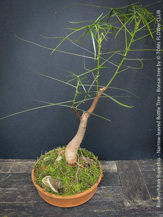 Brachychiton Rupestris, bonsai tree, narrow-leaved bottle tree or Queensland bottle tree, organically grown tropical plants for sale at TOMs FLOWer CLUB.