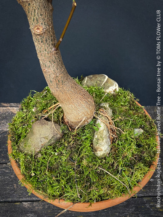 Brachychiton Rupestris, bonsai tree, narrow-leaved bottle tree or Queensland bottle tree, organically grown tropical plants for sale at TOMs FLOWer CLUB.
