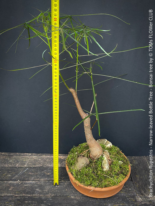 Brachychiton Rupestris, bonsai tree, narrow-leaved bottle tree or Queensland bottle tree, organically grown tropical plants for sale at TOMs FLOWer CLUB.
