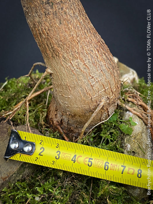 Brachychiton Rupestris, bonsai tree, narrow-leaved bottle tree or Queensland bottle tree, organically grown tropical plants for sale at TOMs FLOWer CLUB.
