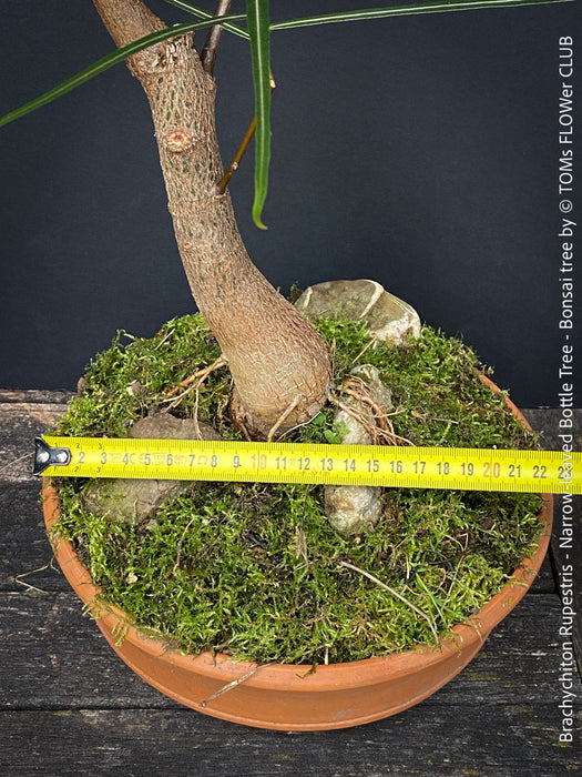 Brachychiton Rupestris, bonsai tree, narrow-leaved bottle tree or Queensland bottle tree, organically grown tropical plants for sale at TOMs FLOWer CLUB.